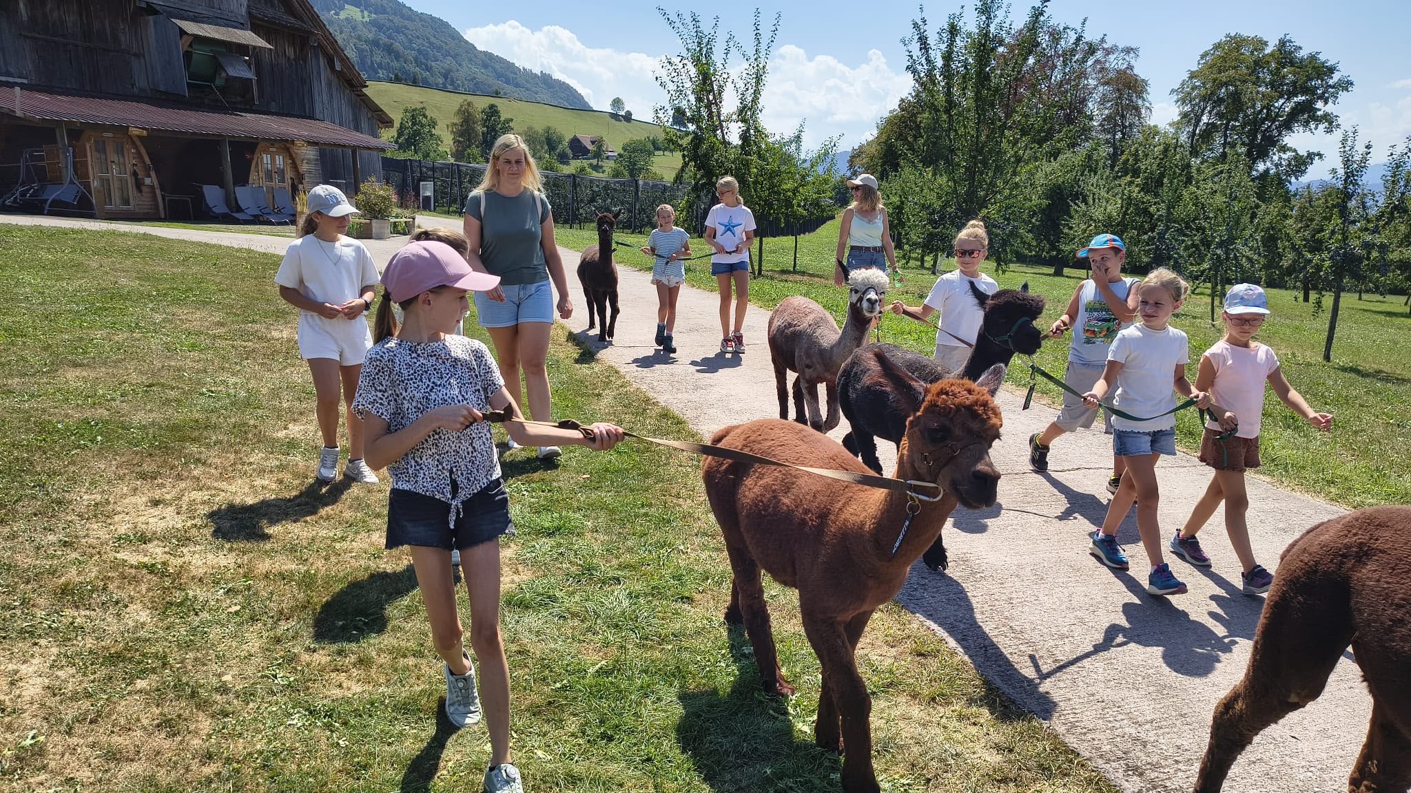 Spaziergang mit den Alpakas