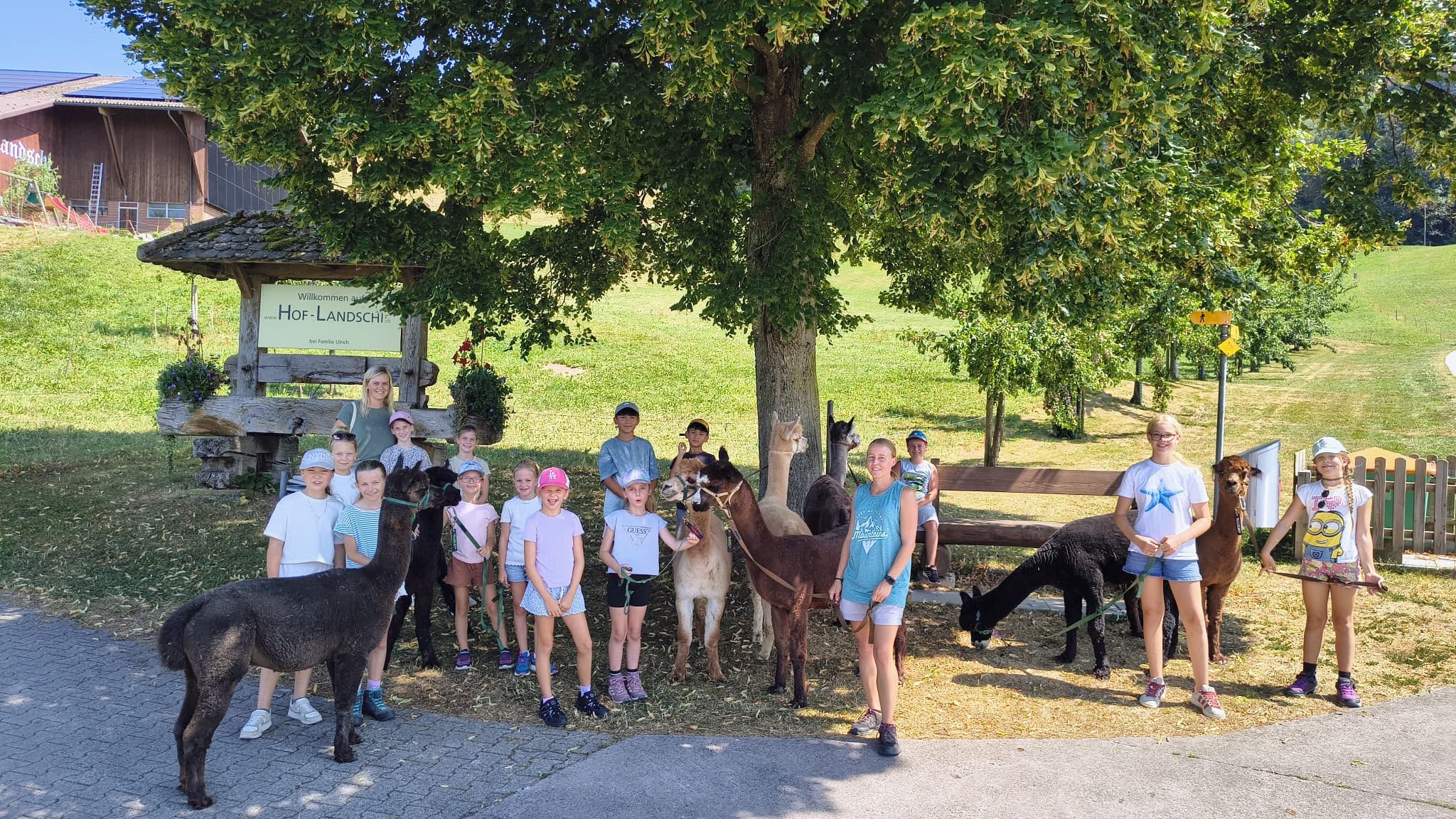 Spaziergang mit den Alpakas