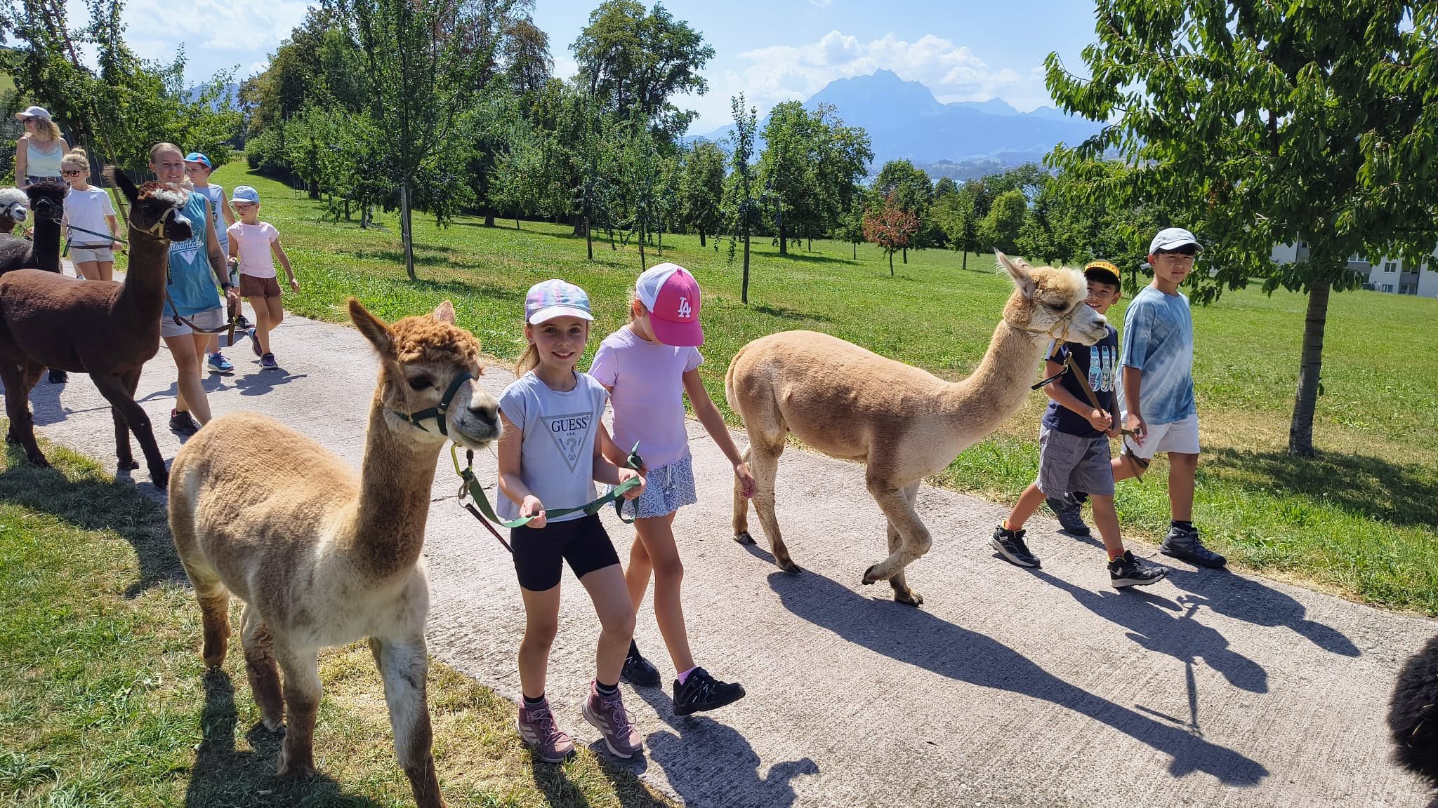 Spaziergang mit den Alpakas